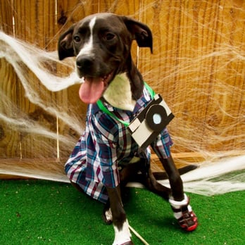 Paws In Paradise - Louie loves Paws in Paradise's annual Halloween costume contest!......well ok, his mom does! :D - Pet Groomers Near Me - Mount Pleasant, South Carolina Paws In Paradise - Louie loves Paws in Paradise's annual Halloween costume contest!......well ok, his mom does! :D - Pet Groomers Near Me - Mount Pleasant, South Carolina