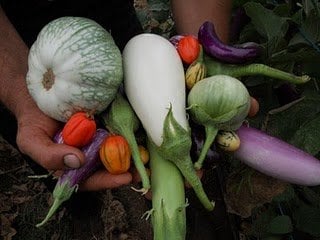 Lancaster Farm Fresh Cooperative by null