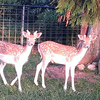 New Zealand Fallow Deer Herd At The Genesis Farm Garden Your