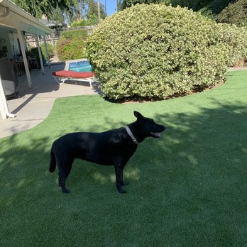Earth Design | SYNLawn - I had artificial grass installed, couldn't be happier! - Artificial Turf Near Me - Thousand Oaks , California Earth Design | SYNLawn - I had artificial grass installed, couldn't be happier! - Artificial Turf Near Me - Thousand Oaks , California
