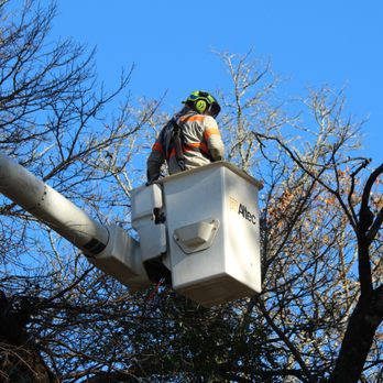 Evans Tree Service, Inc - Tree Services Near Me - Birmingham, Alabama