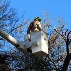 Evans Tree Service, Inc