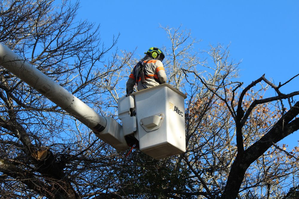 Evans Tree Service, Inc - tree service in Birmingham, AL