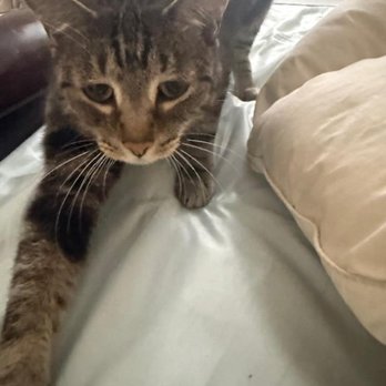 Feline Tails - Pet Sitting Near Me - New York, New York Feline Tails - Pet Sitting Near Me - New York, New York