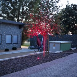 Cafe del Lago - Ein in der Dämmerung rot angeleuchteter Baum am Del Lago