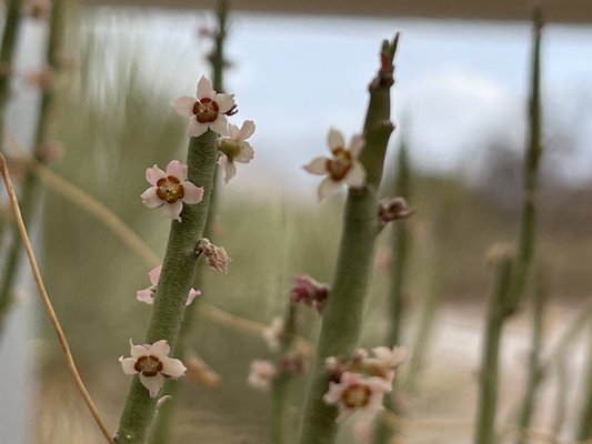 Chihuahuan Desert Research Institute by null