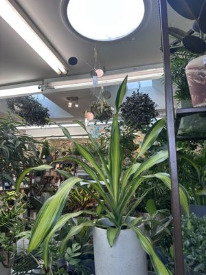 Ginkgo Gardens by null