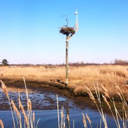Marine Nature Study Area - Osprey area