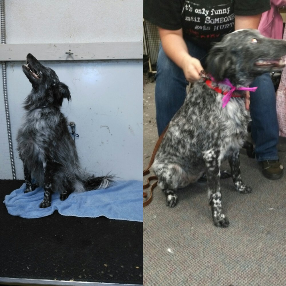 KRISTY BARR GROOMING Updated August 2024 12 Photos 991 Lake Blvd, Redding, California