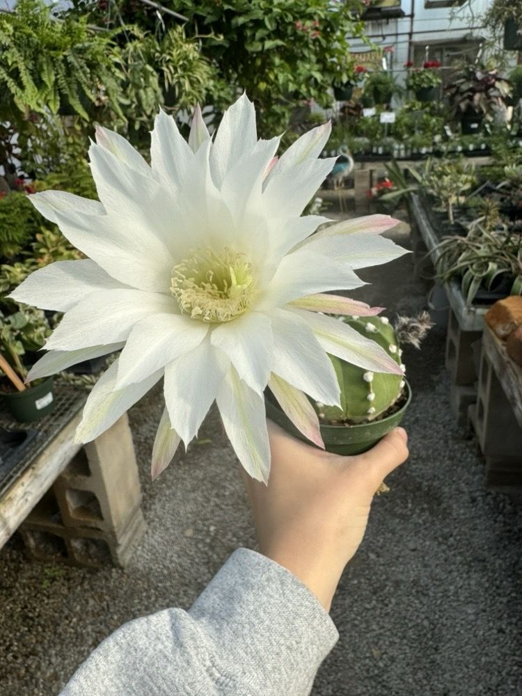 GREEN THUMB NURSERY & GREENHOUSES Updated July 2024 4605 Nowata Rd, Bartlesville, Oklahoma