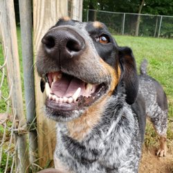 Masters Boarding Kennels - Smiling pupper :)