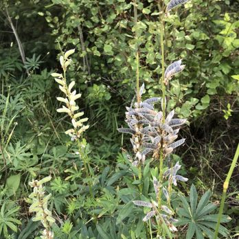 Trail Center Lodge - Lupine? - Guest Houses Near Me - Grand Marais, Minnesota Trail Center Lodge - Lupine? - Guest Houses Near Me - Grand Marais, Minnesota