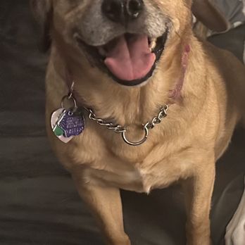 Paw Palace - U GUYS ROCK!! Glad u guys r back up n running - Pet Groomers Near Me - Henderson, Nevada Paw Palace - U GUYS ROCK!! Glad u guys r back up n running - Pet Groomers Near Me - Henderson, Nevada