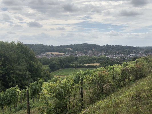 Denbies Wine Estate by null