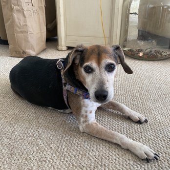 The Pack Pet Services - Handsome Puppers - Pet Sitting Near Me The Pack Pet Services - Handsome Puppers - Pet Sitting Near Me
