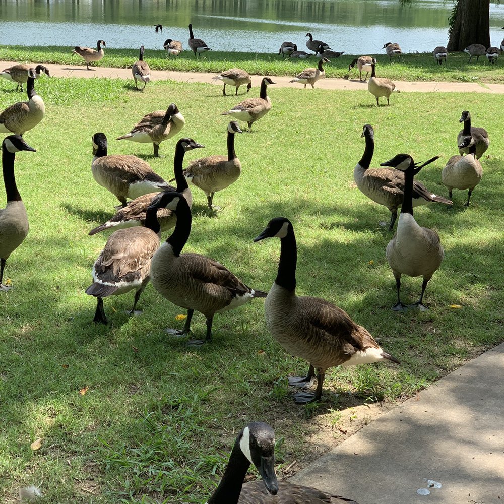 Towne Lake Park - Geese were everywhere - Parks Near Me - McKinney, Texas