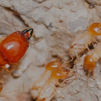 Coast Pest Control - Pest Control Near Me - Astoria, Oregon Coast Pest Control - Pest Control Near Me - Astoria, Oregon