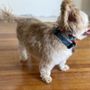 Photo of Raise the Woof
