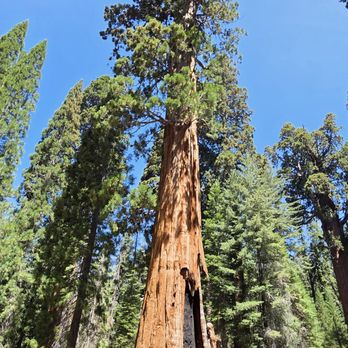 General Sherman Tree - 07-04-2025 - Hiking Near Me - Sequoia National Park, California General Sherman Tree - 07-04-2025 - Hiking Near Me - Sequoia National Park, California
