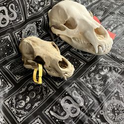 Reaper Oddities