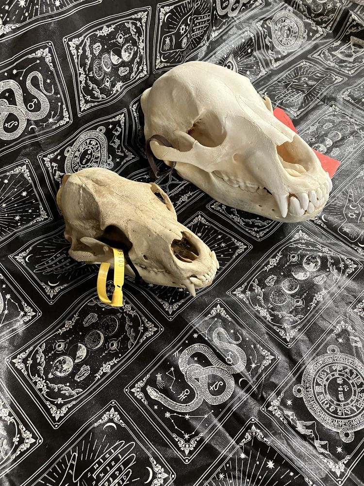 Reaper Oddities - taxidermy in Fairborn, OH