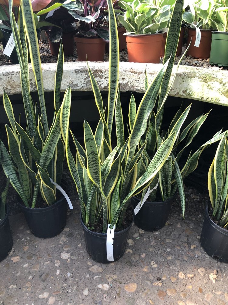 CALVERT’S PLANT INTERIORS 51 Photos & 19 Reviews 5308 N Classen