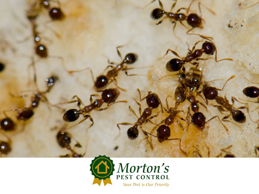 MORTON’S PEST CONTROL 162 Bucks Pocket Dr, New Market, Alabama Pest