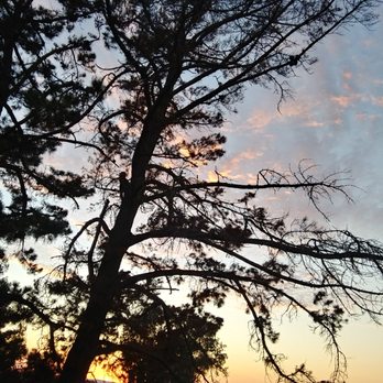 Valley Falls Tree Care - Pine tree to be cut down - Tree Services Near Me Valley Falls Tree Care - Pine tree to be cut down - Tree Services Near Me