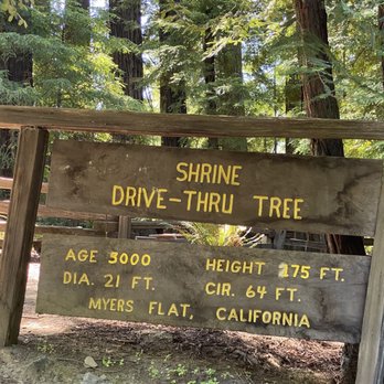 Shrine Drive Thru Tree - Details of the Drive-Thru Tree... height questionable, but does it matter? it's THREE THOUSAND YRS OLD! - Landmarks & Historical Buildings Near Me - Meyers Flat, California Shrine Drive Thru Tree - Details of the Drive-Thru Tree... height questionable, but does it matter? it's THREE THOUSAND YRS OLD! - Landmarks & Historical Buildings Near Me - Meyers Flat, California