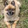 Photo of Helga's Pet Grooming Plus