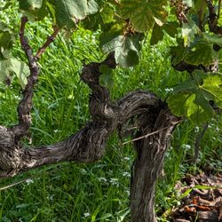 Wine Safari - The vines, reflecting precise techniques for pruning and management.