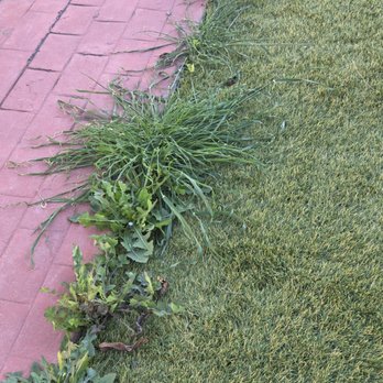 Big Bully Turf - More weeds growing along the edges - Artificial Turf Near Me - San Diego, California Big Bully Turf - More weeds growing along the edges - Artificial Turf Near Me - San Diego, California