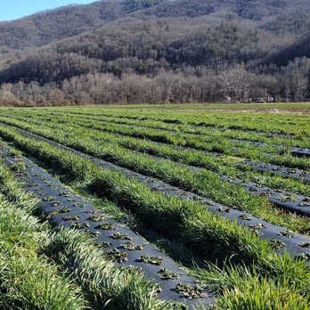 Darnell Farms - Strawberry fields - Fruits & Veggies Near Me - Bryson City, North Carolina Darnell Farms - Strawberry fields - Fruits & Veggies Near Me - Bryson City, North Carolina