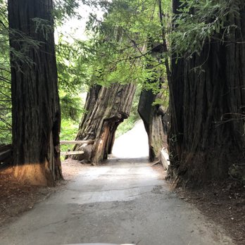 Shrine Drive Thru Tree - Landmarks & Historical Buildings Near Me - Meyers Flat, California Shrine Drive Thru Tree - Landmarks & Historical Buildings Near Me - Meyers Flat, California