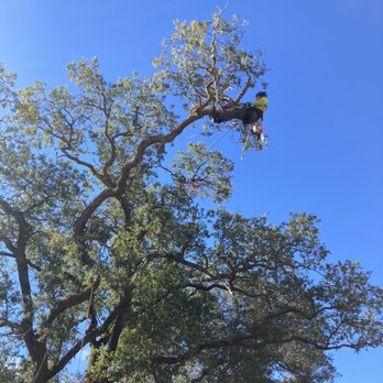 Jd Tree - Pruning Vally oak - Tree Services Near Me - Watsonville, California Jd Tree - Pruning Vally oak - Tree Services Near Me - Watsonville, California