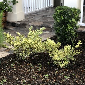 Ocean View Landscape Management - Unable to control flower bed weeds. - Landscaping Near Me - Saint Augustine, Florida Ocean View Landscape Management - Unable to control flower bed weeds. - Landscaping Near Me - Saint Augustine, Florida