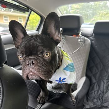 Pawfect Grooming - Another clean puppy! - Pet Groomers Near Me - Bellevue, Washington Pawfect Grooming - Another clean puppy! - Pet Groomers Near Me - Bellevue, Washington