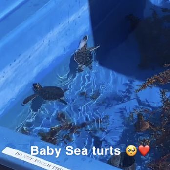 Loggerhead Marinelife Center - Community Service/Non-Profit Near Me - Juno Beach, Florida Loggerhead Marinelife Center - Community Service/Non-Profit Near Me - Juno Beach, Florida