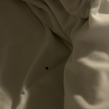 Bahia Resort Hotel - Bed bugs found in room 123, bayfront room that cost is $1,000 a night, manager on shit could not care less - San Diego, CA