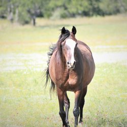 Phoenix Nest Guest Houses - Beautiful Arabian Horse