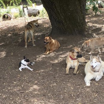 A Dog's HIDE-A-WAY - happy doggies - Pet Training Near Me - Hillsboro, Oregon A Dog's HIDE-A-WAY - happy doggies - Pet Training Near Me - Hillsboro, Oregon