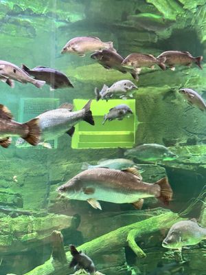 Cairns Aquarium by null