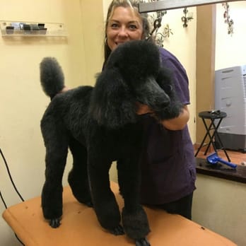 Elite Paw Spa - 15 year old Standard Poodles can look like rock stars too! - Pet Groomers Near Me - Mesa, Arizona