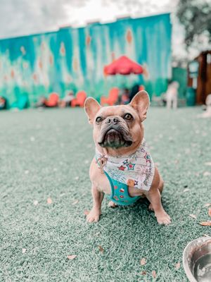 Barkyard n' Brews by null