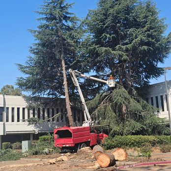 P & J Tree Services - Tree Services Near Me - Fairfield, California