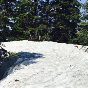 Grouse Mountain - Hiking Near Me - North Vancouver, British Columbia