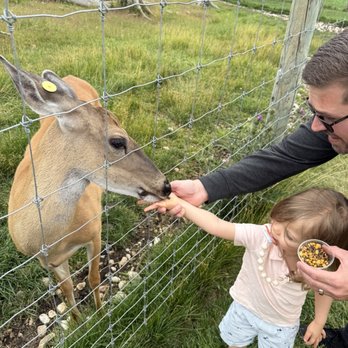 Deer Ranch - Amusement Parks Near Me - Saint Ignace, Michigan Deer Ranch - Amusement Parks Near Me - Saint Ignace, Michigan