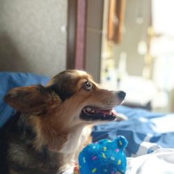 Pet's 4 All - My rescue corgi Shelby went to Pets 4 All and her first toy.