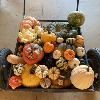 Bishop's Pumpkin Farm - Christmas Trees Near Me - Wheatland, California Bishop's Pumpkin Farm - Christmas Trees Near Me - Wheatland, California