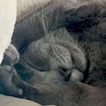 Cat Town - Animal Shelters Near Me - Oakland, California Cat Town - Animal Shelters Near Me - Oakland, California
